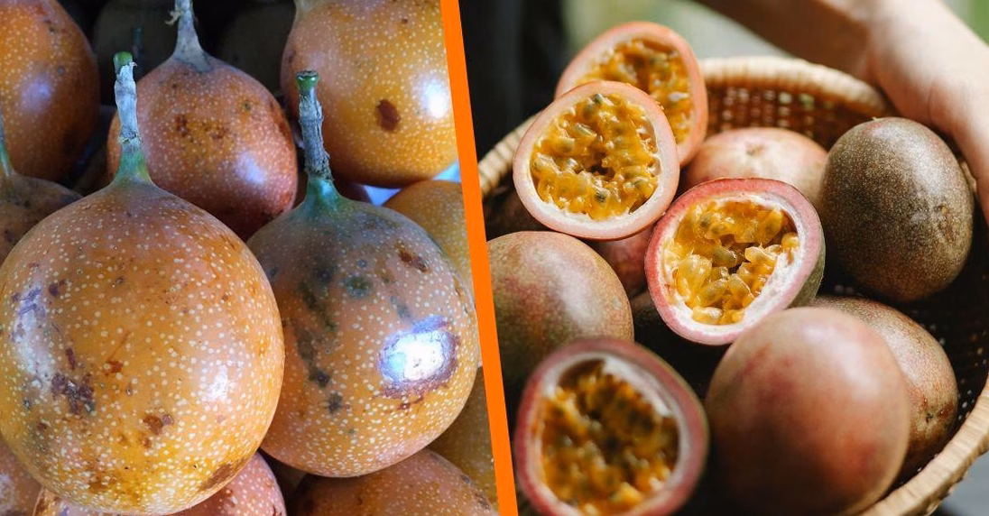 Guide Gastronomie à Corfou : kumquat, sofrito et marchés locaux